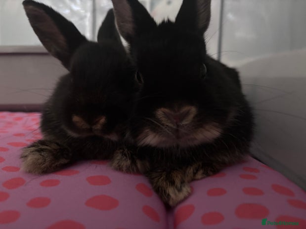 Dwarf Lop rabbits - Advert 7