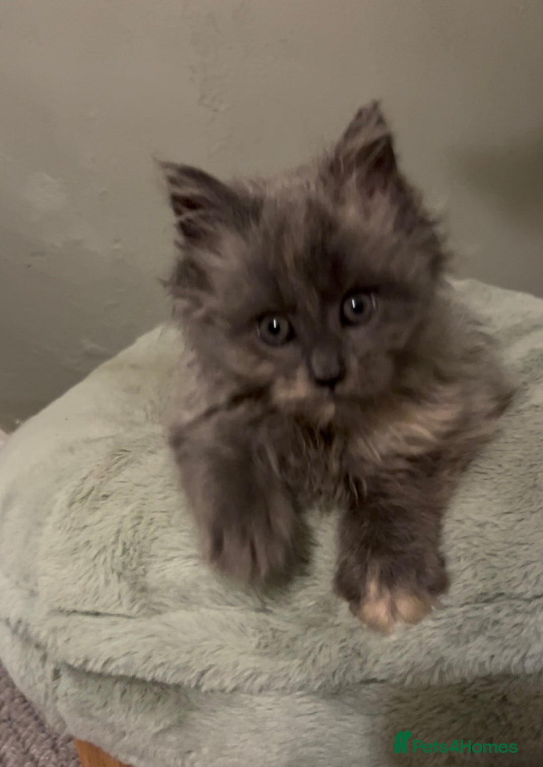 Maine Coon cats for sale: Maine Coon girl READY NOW - Advert 12