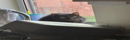 Mixed Breed cats for sale: Domestic black cat  - Advert 1