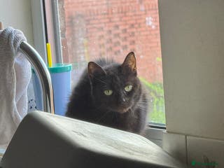 Mixed Breed cats Domestic black cat - Advert 2