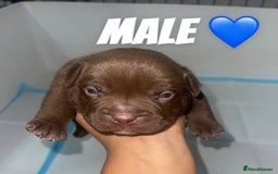 American Bully dogs for sale: American Bully Puppies - Advert 4