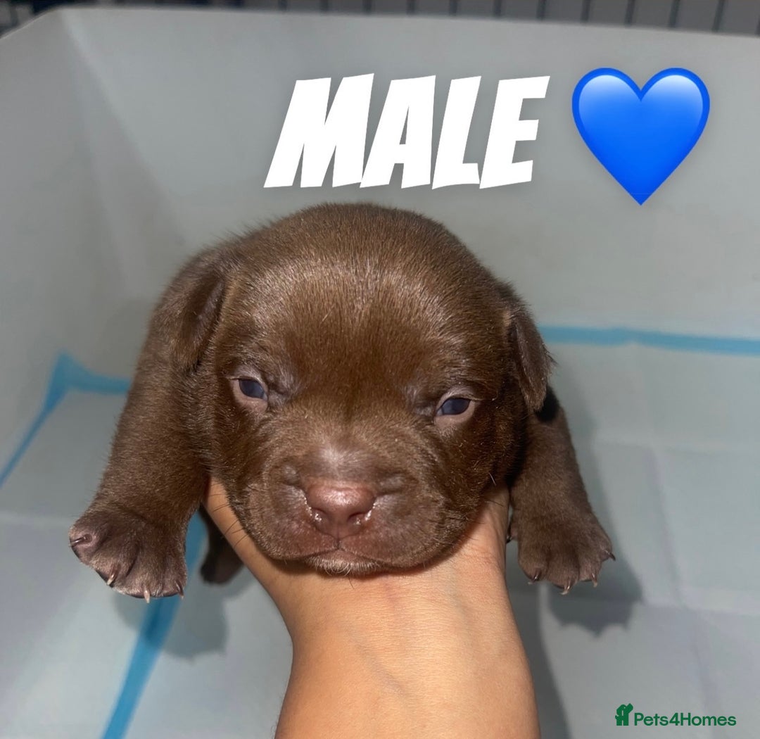 American Bully dogs for sale: American Bully Puppies - Advert 4