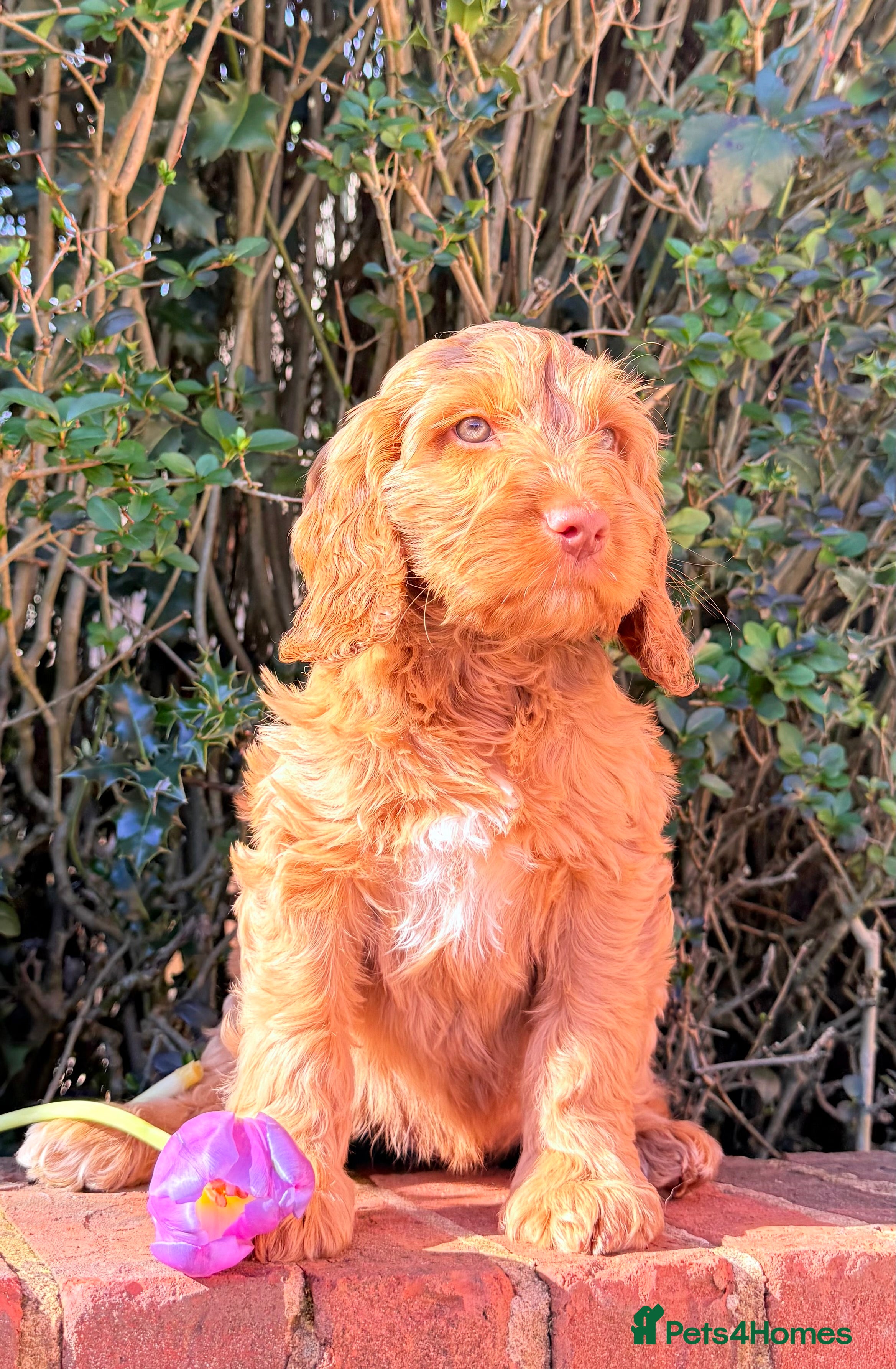 Australian Labradoodle dogs Australian labradoodle ***READY NOW*** - Advert 3