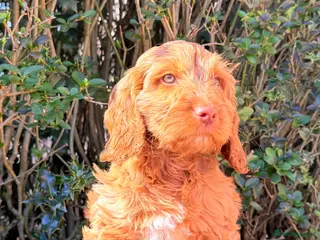 Australian Labradoodle dogs Australian labradoodle ***READY NOW*** - Advert 3