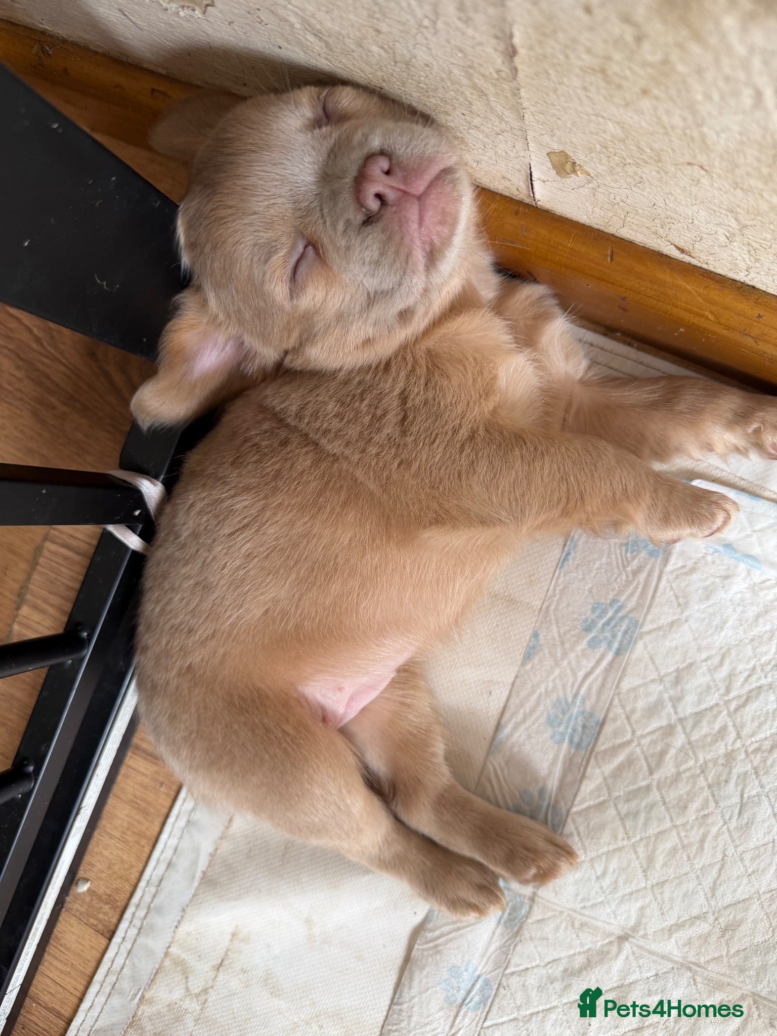 French Bulldog dogs Stunning Fluffy frenchies  - Advert 2
