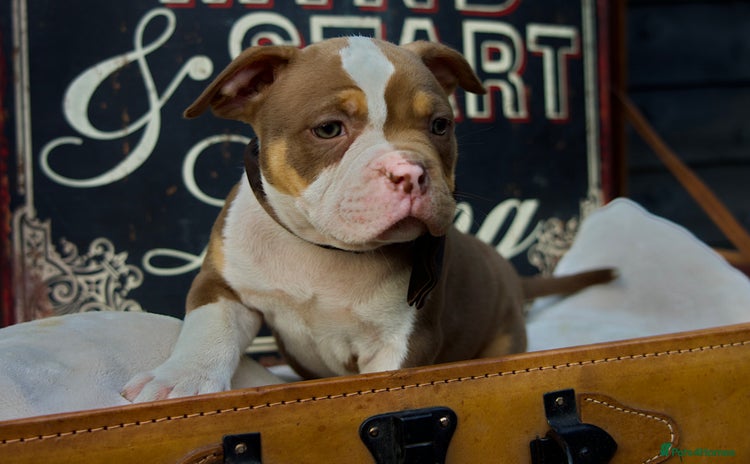 American Bully dogs - Advert 2