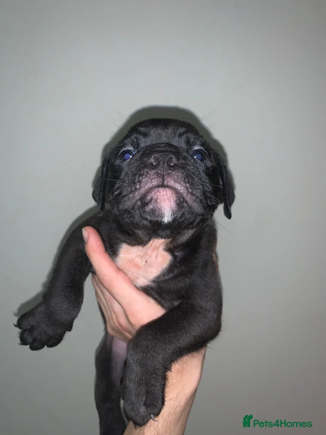 Olde English Bulldogge dogs for sale: Ready to leave Old English bulldog puppy’s  - Advert 28