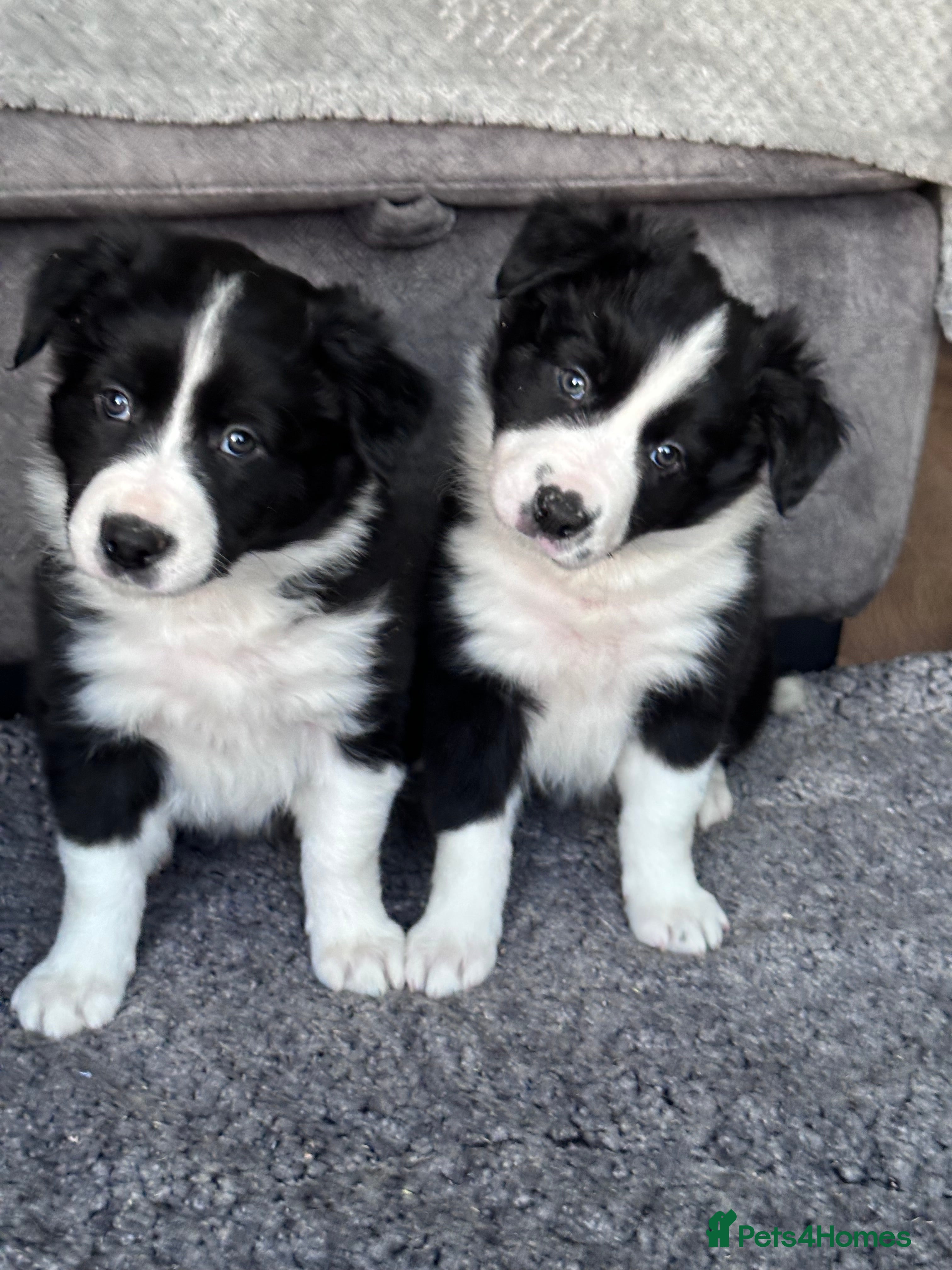 Border Collie dogs Border collies for sale - Advert 1
