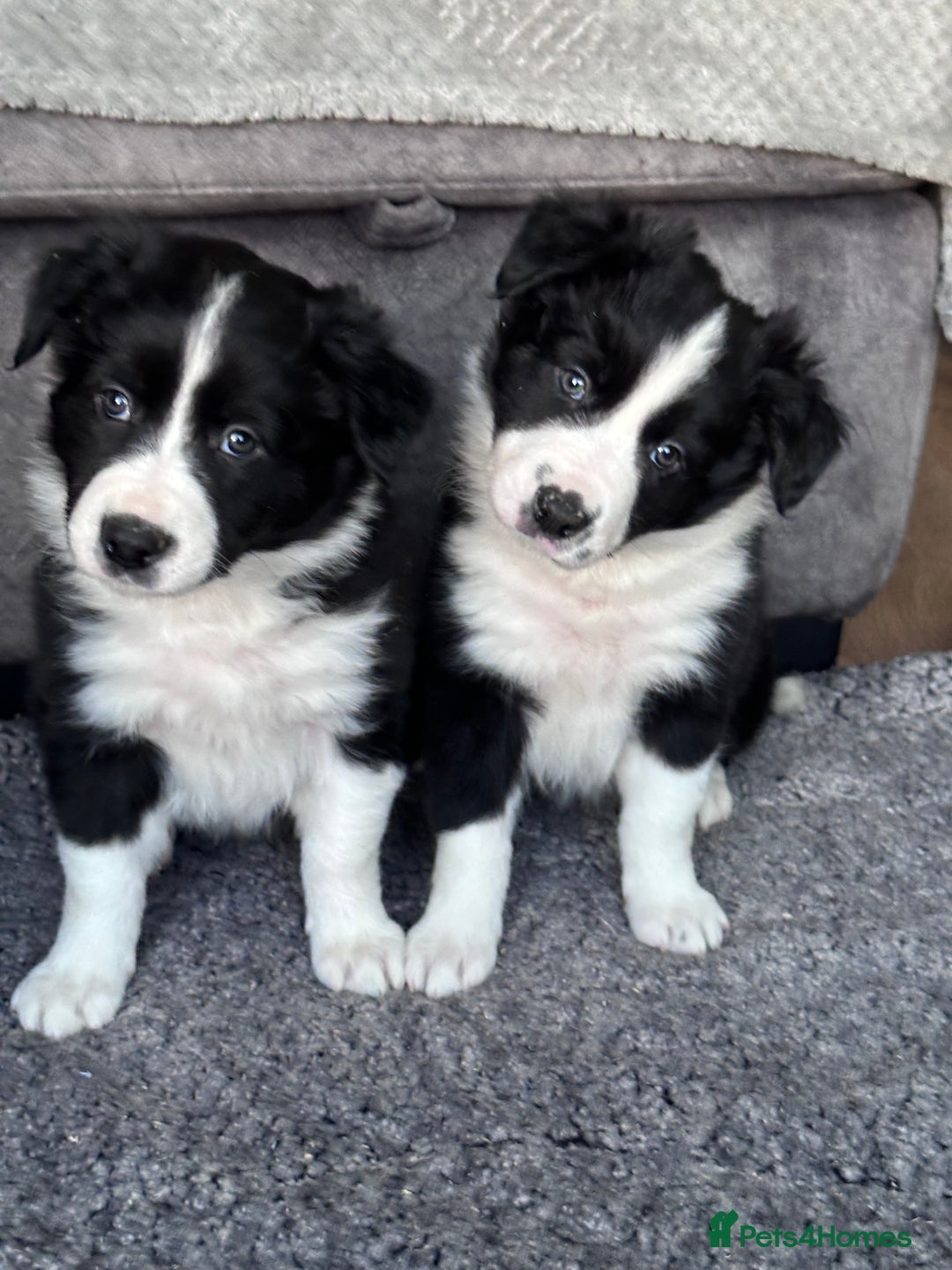 Border Collie dogs for sale: Border collies for sale - Advert 1