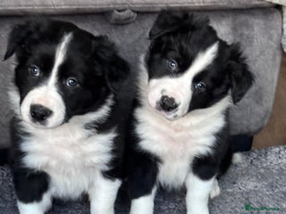 Border Collie dogs Border collies for sale - Advert 1
