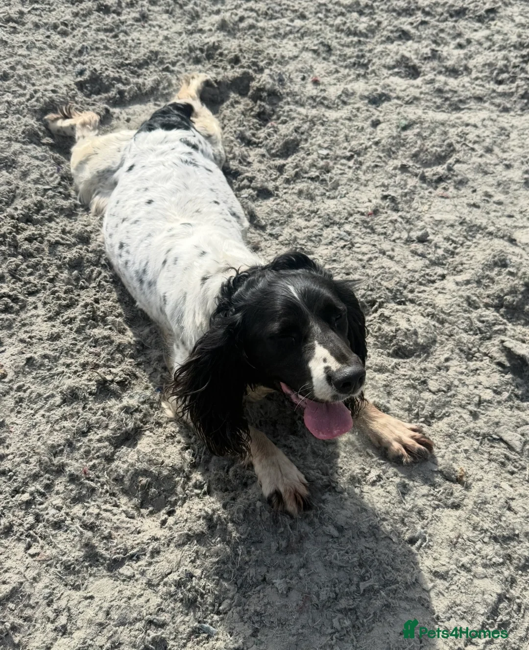 Sproodle dogs for sale: The most beautiful sproodle puppy’s  in Tonbridge - Advert 2