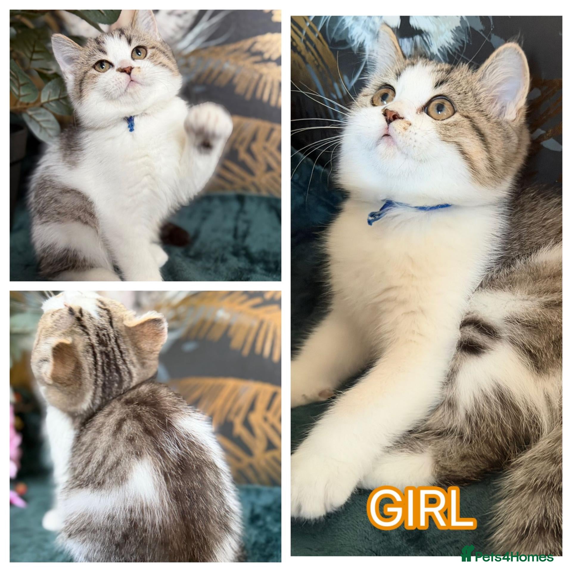 Brazilian Shorthair cats Pure British Shorthair girls - TICA - Advert 20