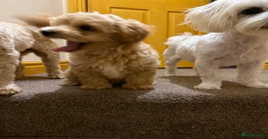 Maltipoo dogs - Advert 2