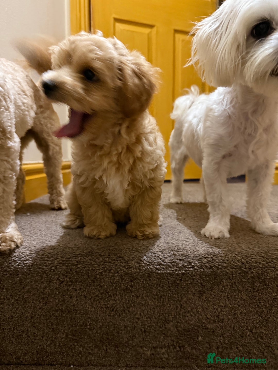 Maltipoo dogs for sale: Real life teddy bears f1 Maltipoo last 1!🐾🐶❤️💥 - Advert 2