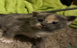 Mixed Breed cats for sale: Beautiful babies ready in 2 weeks - Image 6