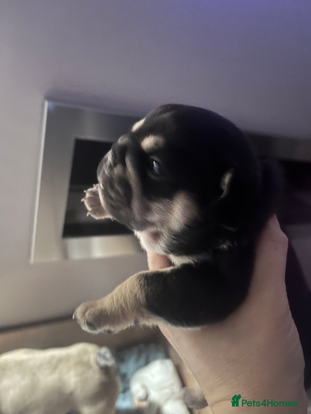 Mixed Breed dogs for sale: Beautiful freelance bulldogs  - Advert 15