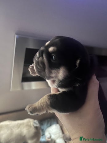 Mixed Breed dogs - Advert 1