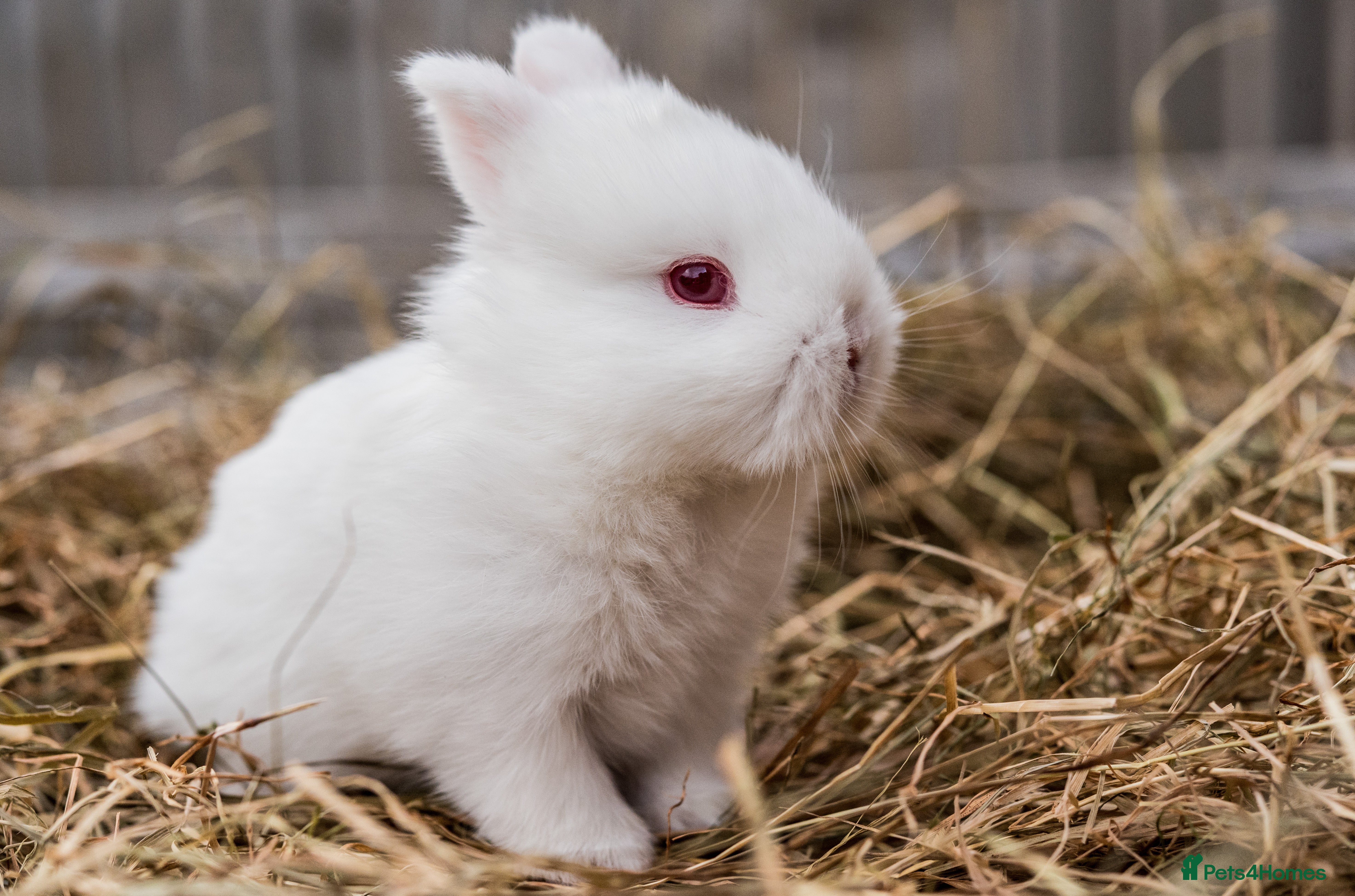 Netherland Dwarf rabbits Netherland Dwarf REW WHITE & CHINCHILLA GREY - Advert 8