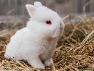 Netherland Dwarf rabbits for sale: Netherland Dwarf REW WHITE & CHINCHILLA GREY - Advert 1