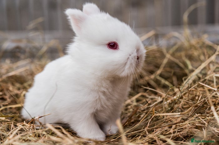 Netherland Dwarf rabbits Netherland Dwarf REW WHITE & CHINCHILLA GREY - Advert 1