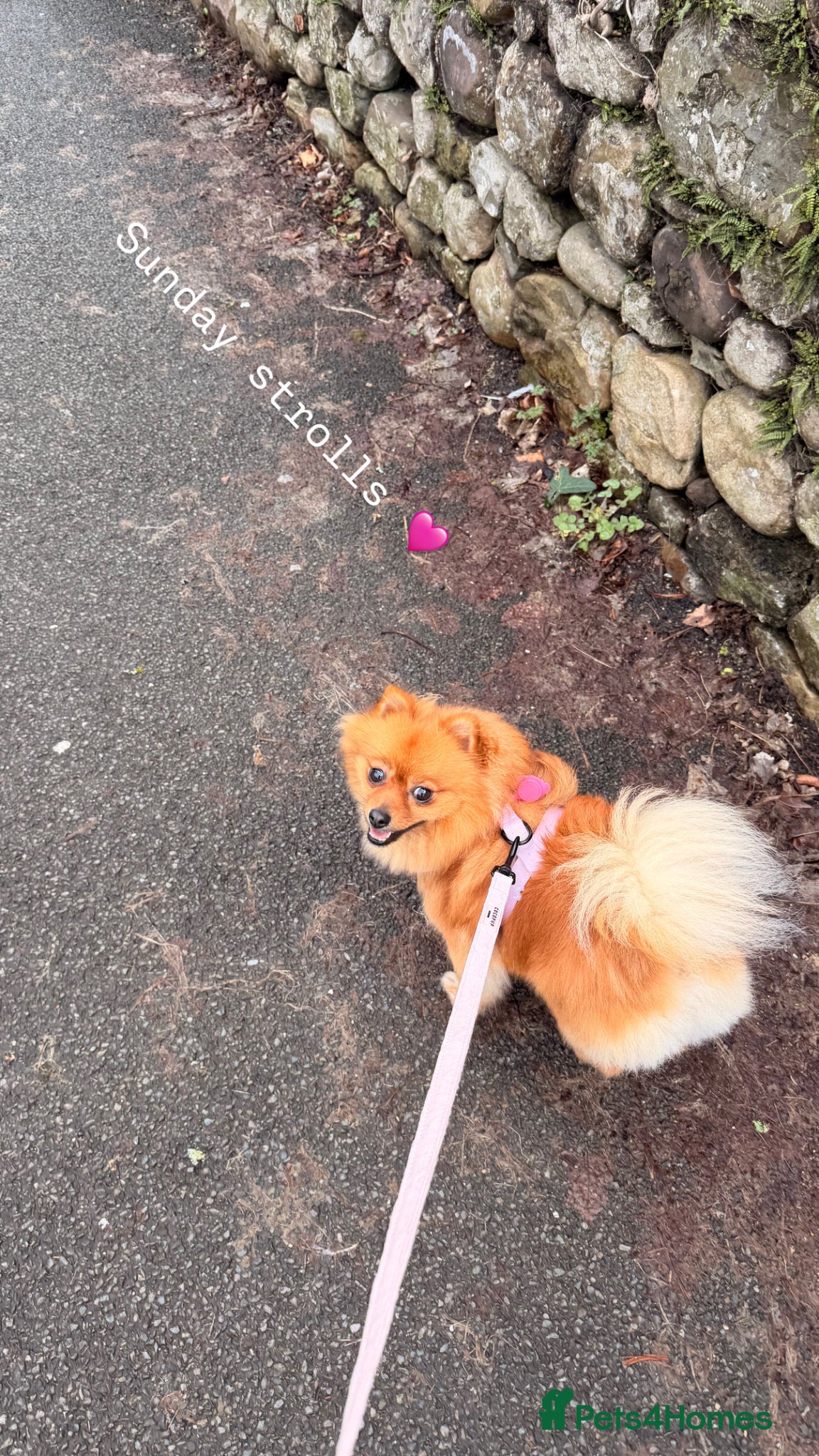 Pomeranian dogs for sale: Looking for her new family - Advert 3