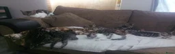 Bengal cats for sale: Pure breed and half breed bengals. - Advert 7