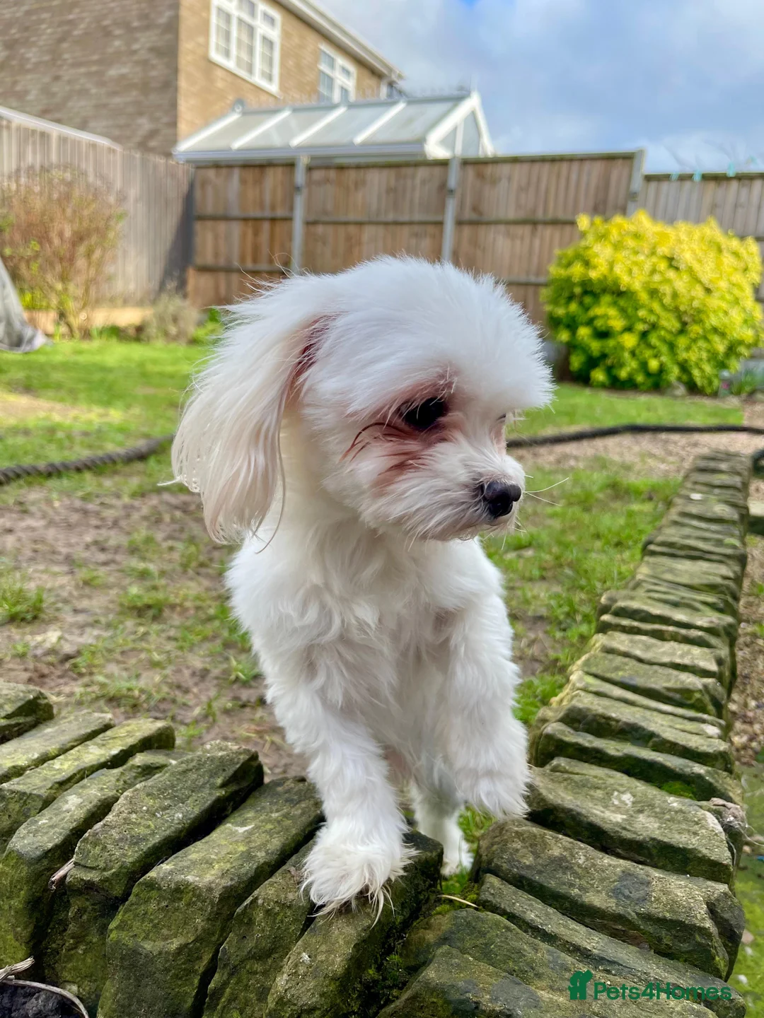Maltese dogs for sale: Loving Home Wanted for Sweet Maltese Girl - Advert 4