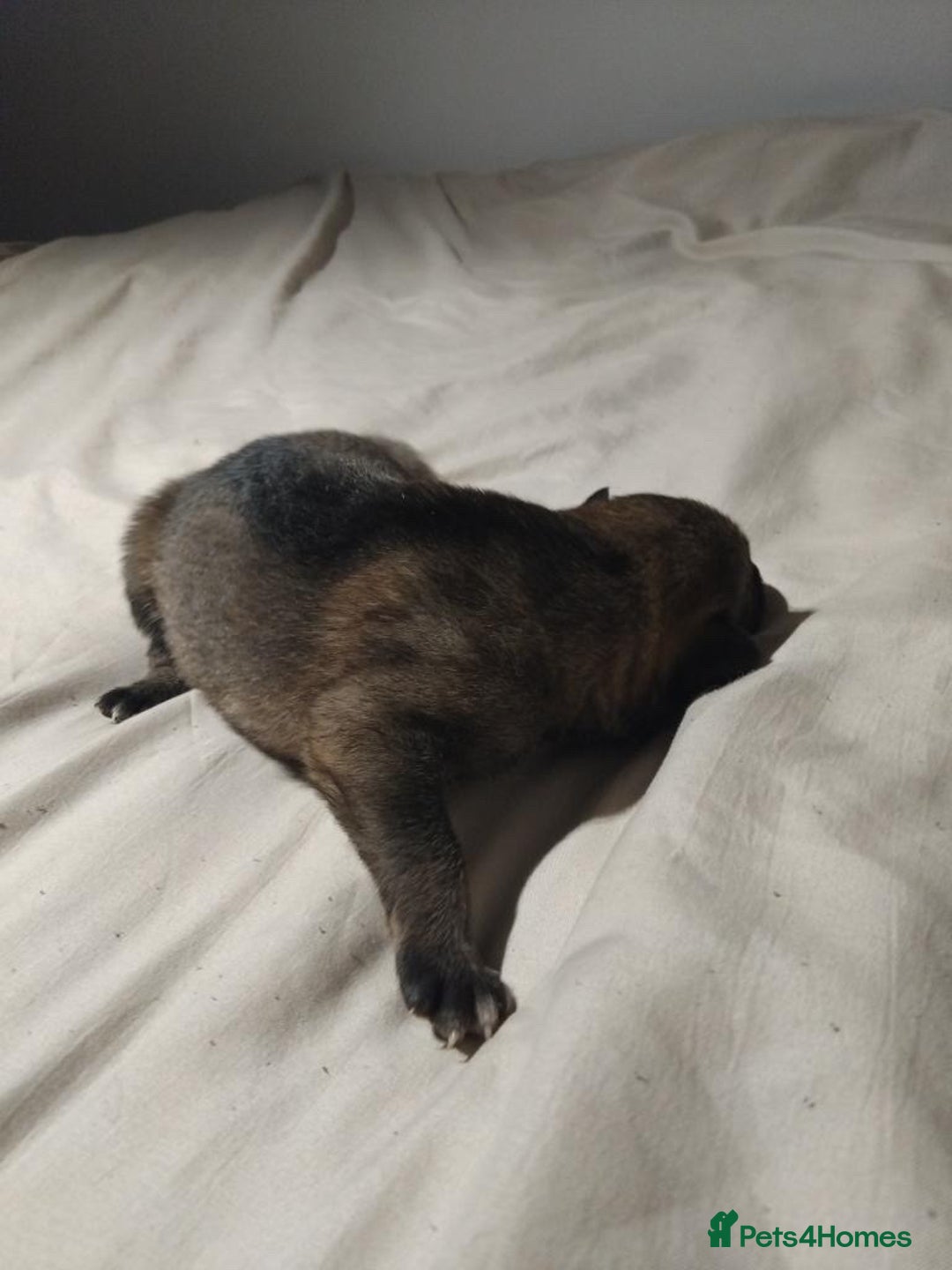 German Shepherd dogs for sale: German shepherd puppy’s kennel club registered  - Advert 41