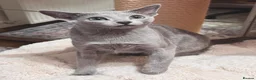 Russian Blue cats for sale: Two beautiful Russian Blue princesses available! - Advert 13