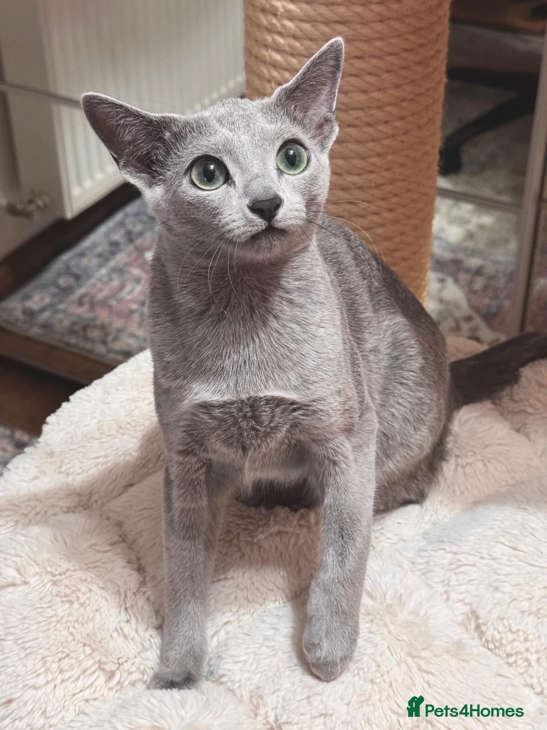 Russian Blue cats for sale: Two beautiful Russian Blue princesses available! - Advert 13