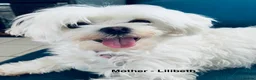 Maltese dogs for sale: Maltese puppies  - Advert 1