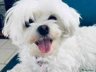 Maltese dogs Maltese puppies - Advert 9