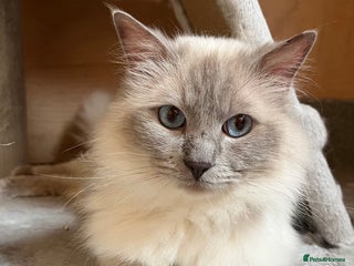 Ragdoll cats TICA/GCCF Active Male for Sale - Advert 6