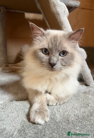 Ragdoll cats TICA/GCCF Active Male for Sale - Advert 1