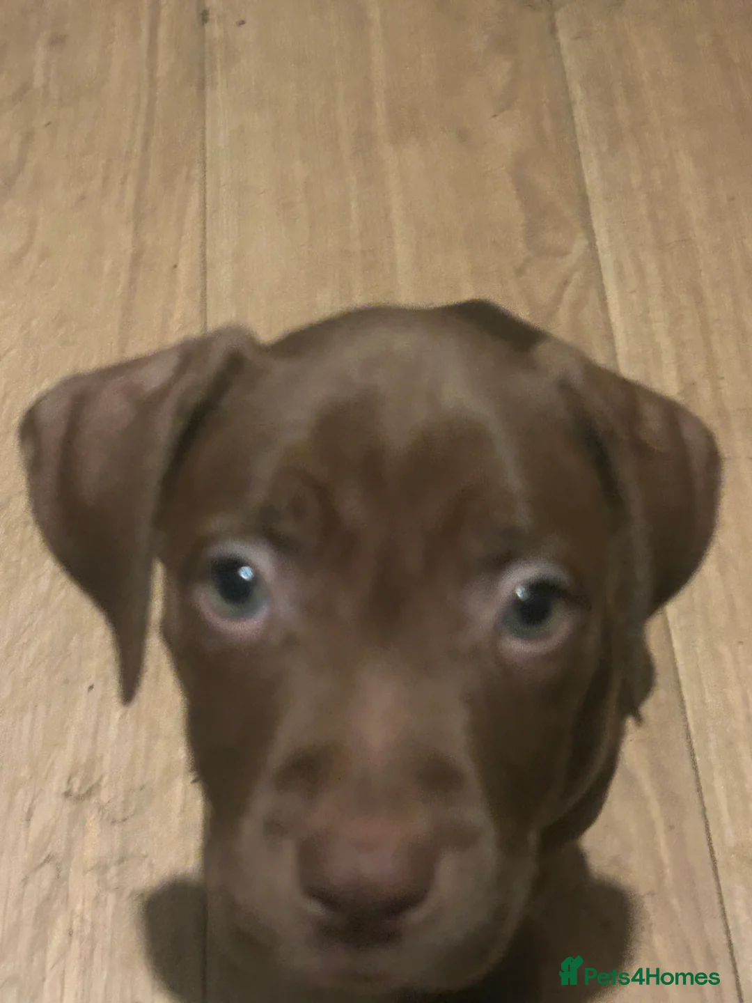 American Bully dogs for sale: Lil blessings  - Advert 10