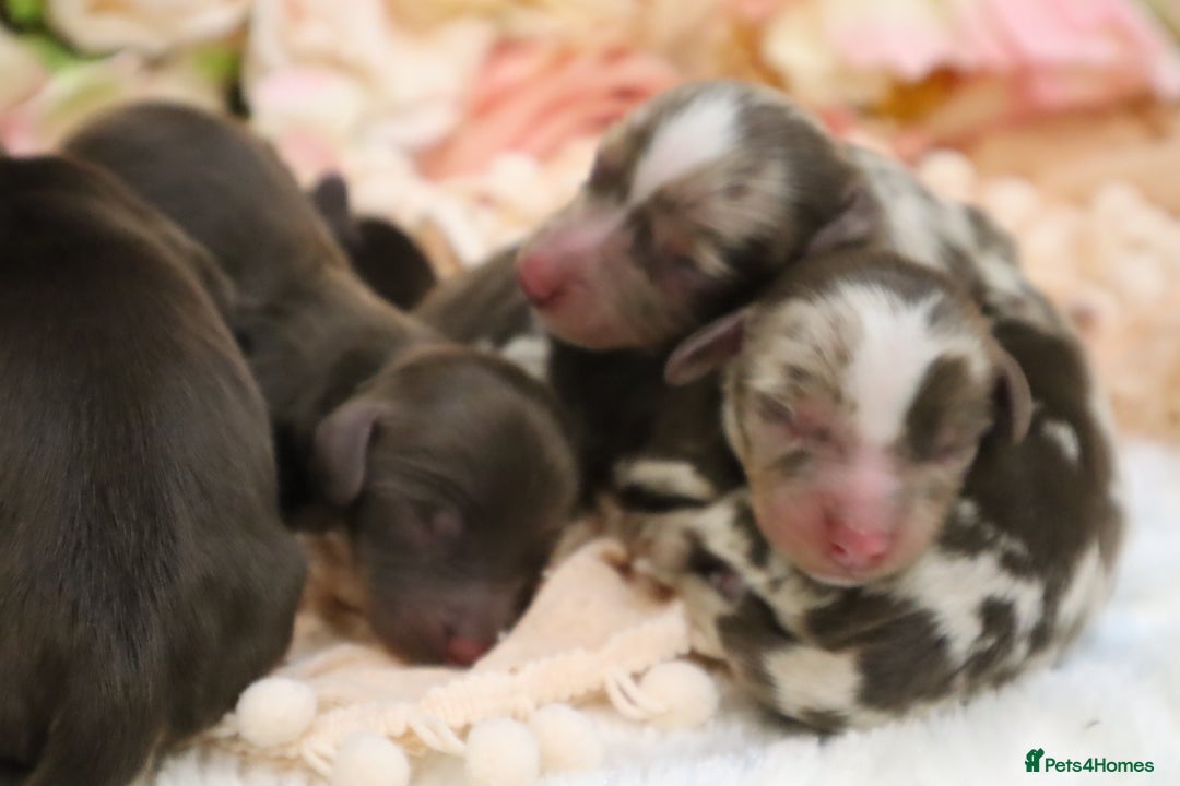 Miniature Dachshund dogs for sale: KC Miniature Dachshund Puppies - Image 7
