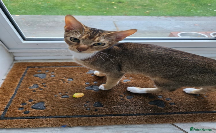 Abyssinian cats - Advert 3
