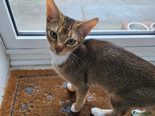 Abyssinian cats - Advert 8