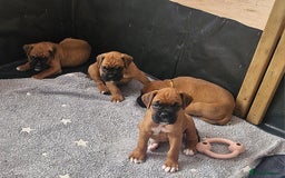 Boxer dogs for sale: Gorgeous Litter of 9 KC Registered Boxer Puppies - Image 6