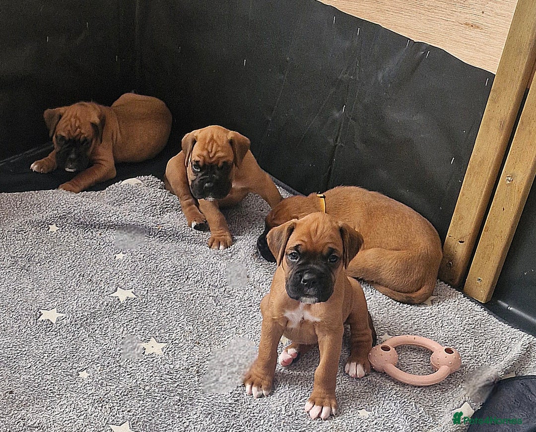 Boxer dogs for sale: Gorgeous Litter of 9 KC Registered Boxer Puppies - Image 6