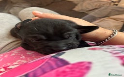 Mixed Breed dogs for sale: Bulladors - Image 4