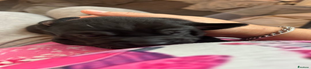 Mixed Breed Puppy 2