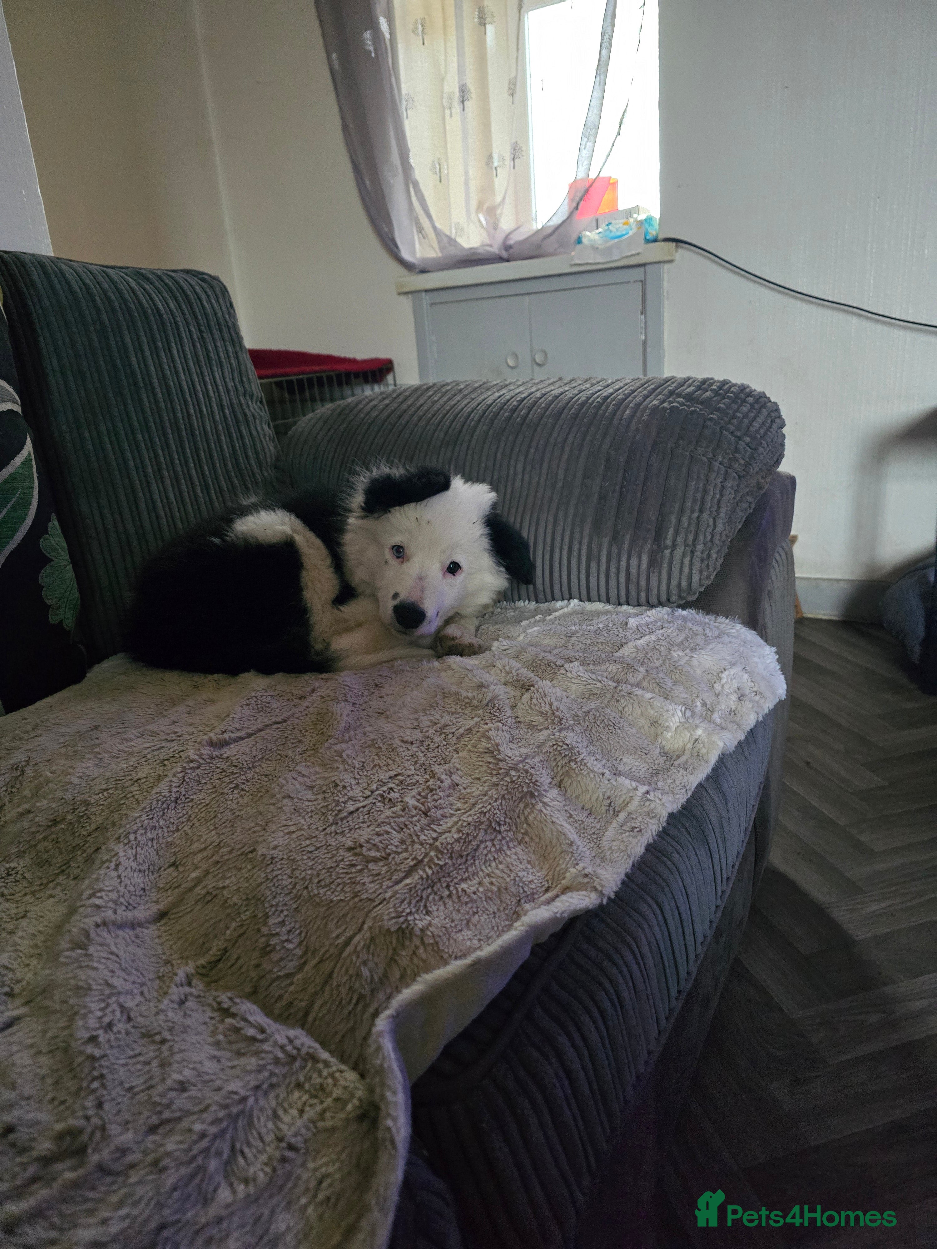 Border Collie dogs Border collie pups  - Advert 1