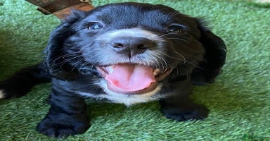 Cocker Spaniel dogs - Advert 3
