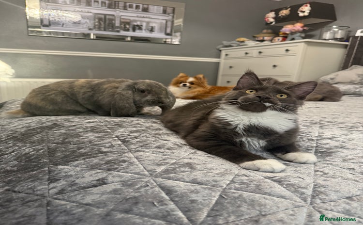 Maine Coon cats - Advert 8