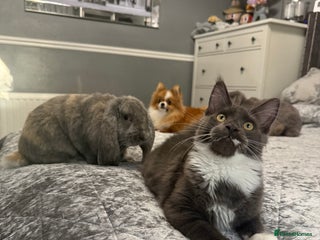Maine Coon cats - Advert 2