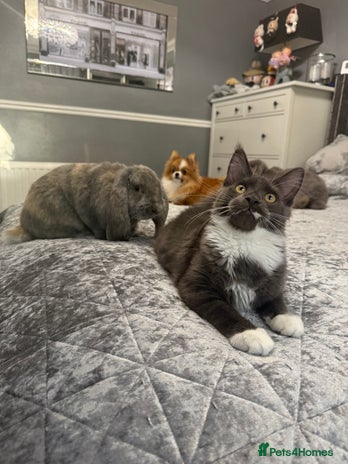 Maine Coon cats - Advert 3