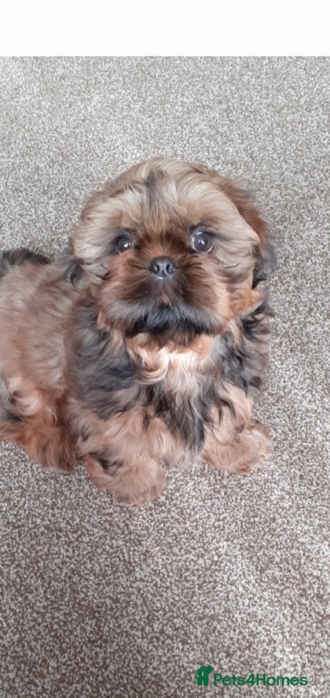 Shih Tzu dogs for stud: Stunning shihtzu stud in Wrexham - Advert 7