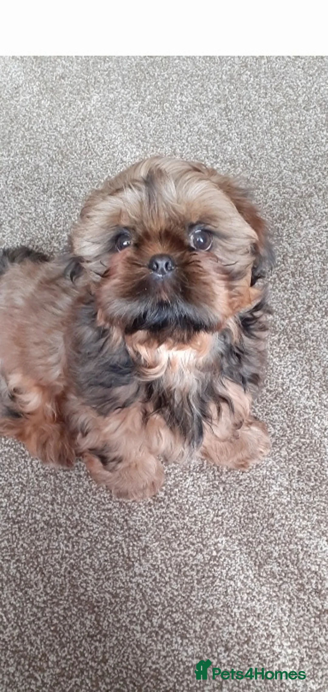 Shih Tzu dogs for stud: Stunning shihtzu stud in Wrexham - Advert 7