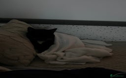 Mixed Breed cats for sale: Willow - Image 4
